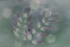 USA, Washington State, Seabeck. Oregon grape leaves close-up. Art Print